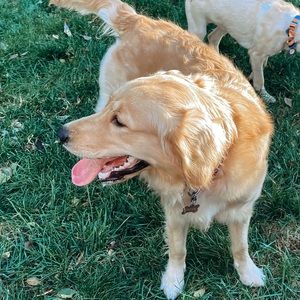 Meet your Posher, Bella